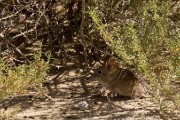 Elephant shrew