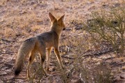 Cape fox at camp