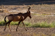 Red hartebeest