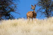 Female kudu