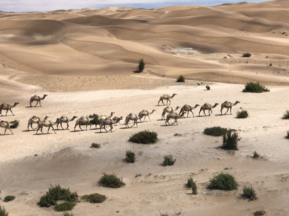 Camels