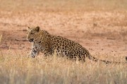 Leopard Mashudu