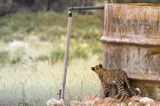 Mashudu hunting birds