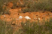 Ostrich nest was attacked