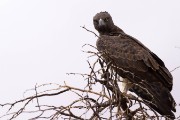 Martial eagle