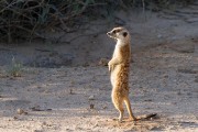 Meerkat