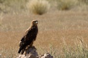 Tawny eagle