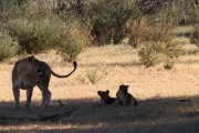 3 cubs have found their mom