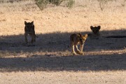 Cubs are off for a drink