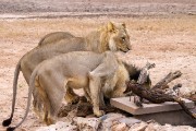 Another night and the male lions are at the waterhole