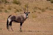 Gemsbok