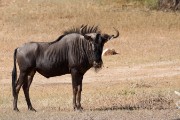 Blue wildebeest