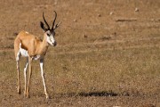 Springbok