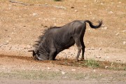 Blue wildebeest digging in the mud