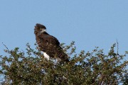 Martial eagle