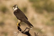 Lanner falcon