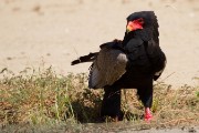 Bateleur eagle