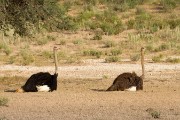 Male and female ostrich