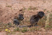 Ground squirrel