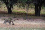 Leopard with leapord tortoise