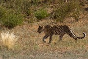 Last sighting in the park Mashudu, Mier's cub