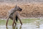 Spotted hyena