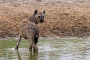 Spotted hyena