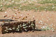 Butterflies after the rains