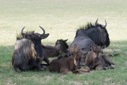 Blue wildebeese with young