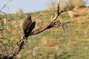 Martial eagle