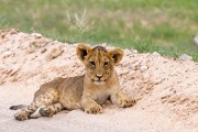 # young cubs by the road all by themselves