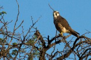 Lanner falcon