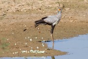 Secretary bird