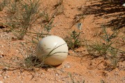 Ostrich egg