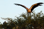 Secretary birds nesting tree