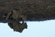 Cheetah