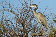 Gray heron