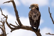 Young bateleur?