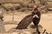 Lappet-faced vultures