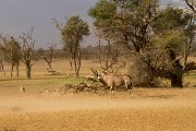 Gemsbok