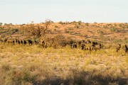 Blue wildebeest waiting to drin