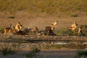 Jackels cleaning up after the lions