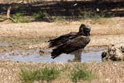 Martial eagle