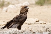 Female Bateleur