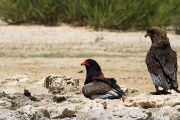 Male bateleur, the pretty one