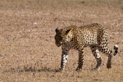 Leopard, Jstor