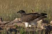 Martial eagle