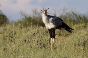 Secretary bird