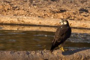 Lanner falcon