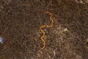 Cape cobra hunting in the bird nest